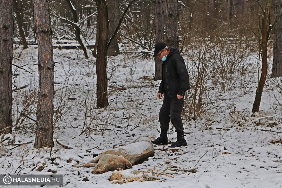 Bűzös belsőségek, állattetemek az erdőben