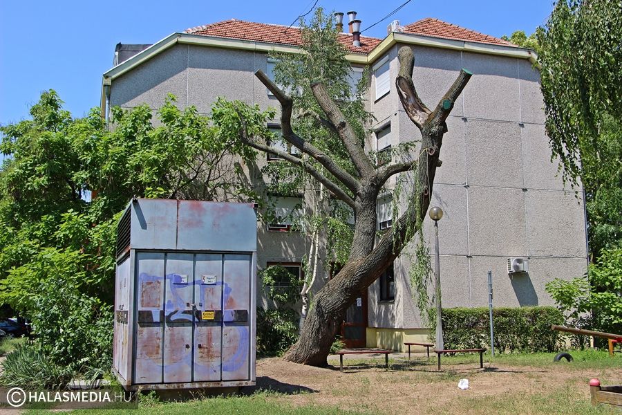 Életveszélyes volt a megcsonkított fa