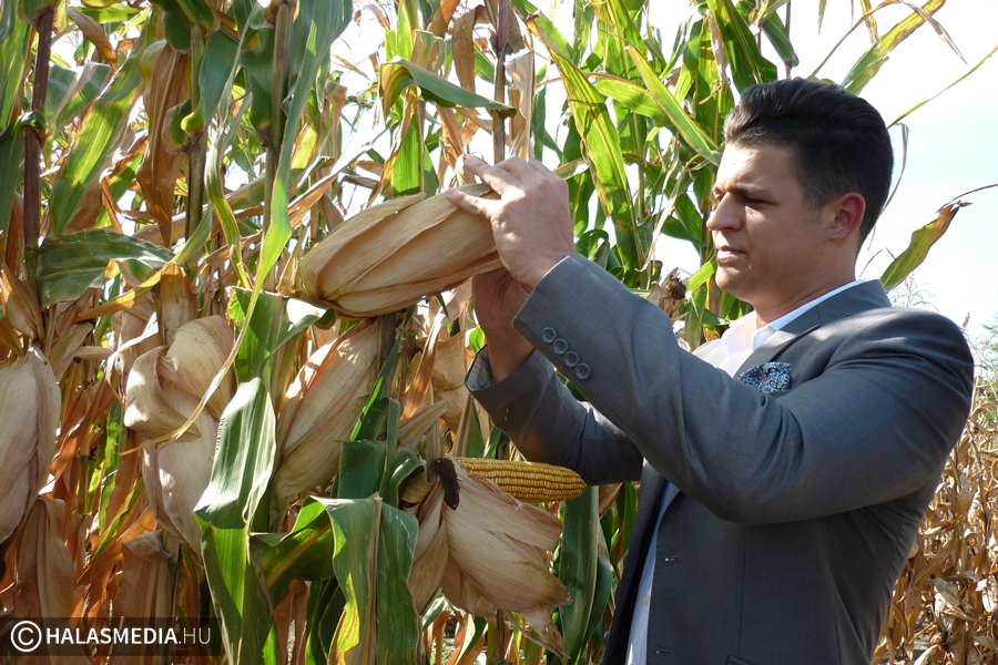 Betakarítás előtt a kukorica