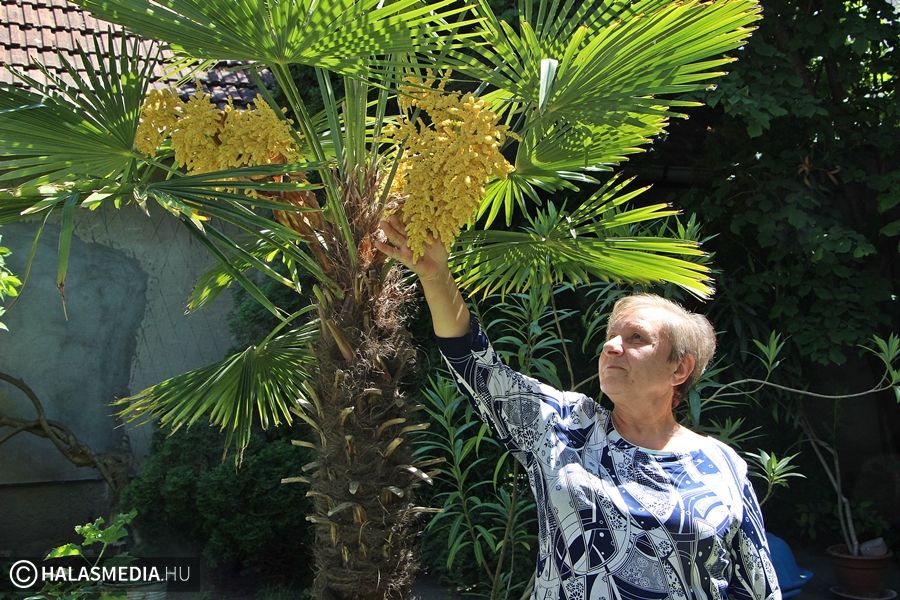 Virágba borult a pálmafa