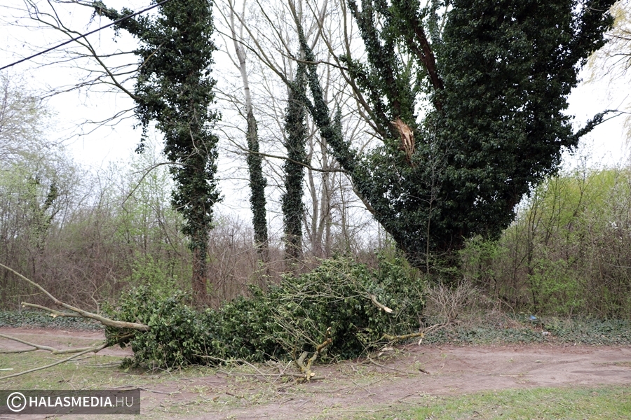 Mázsás faág zuhant az útra