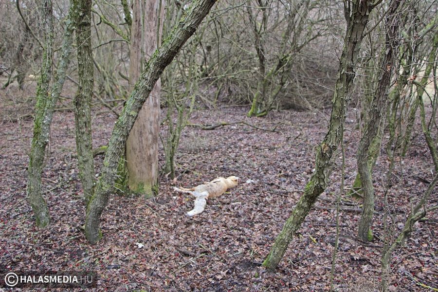 Állattetemek és belsőszervek a fehértói erdőben