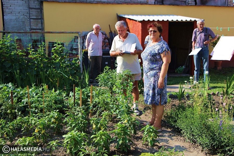 Keresik a legszebb halasi konyhakertet