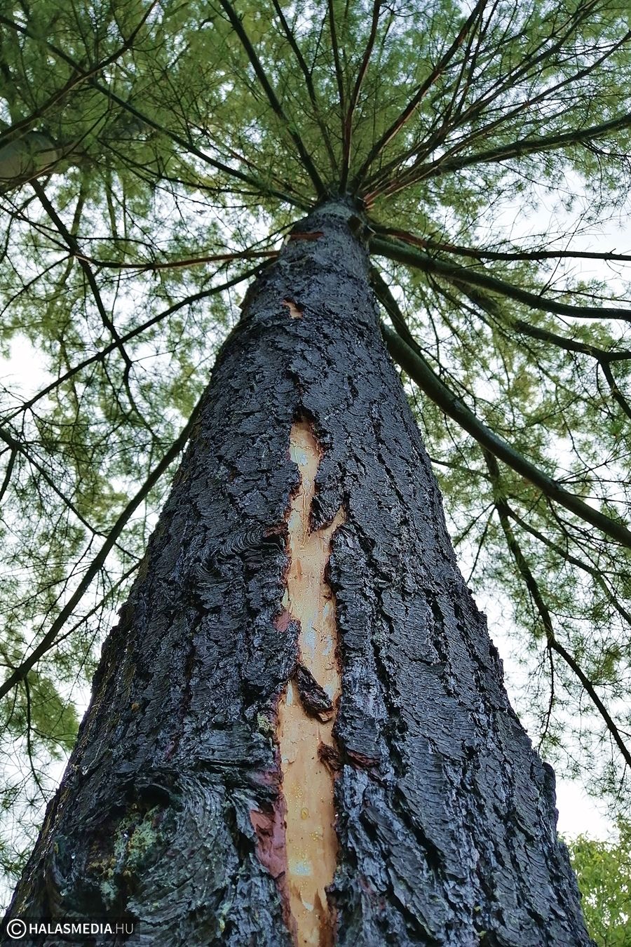 Fenyőfába csapott a villám a Majsai úton