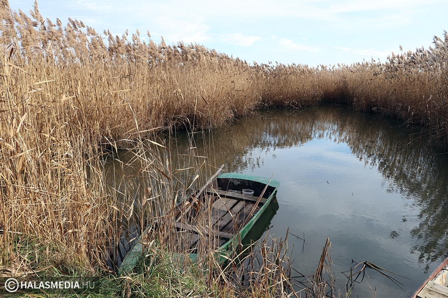 (►) Vadkamerával figyelik a sóstói vidrákat