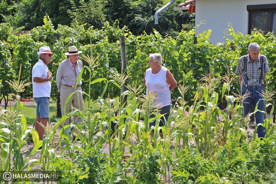 Kié lesz 2020-ban a legszebb konyhakert?