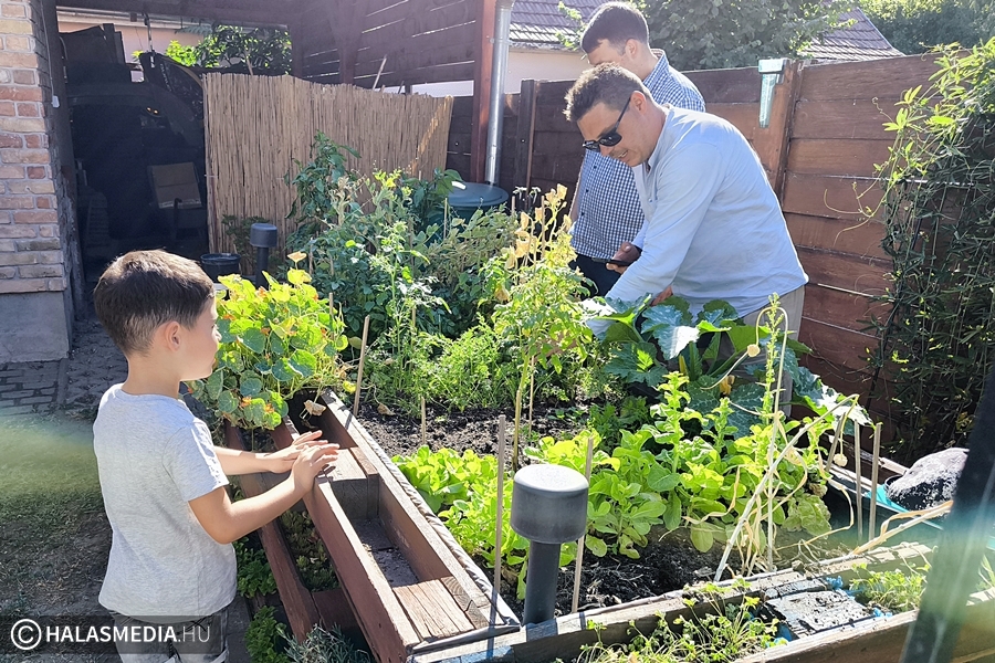 (►) Szemlézett a zsűri – sok szép halasi kertet láttak