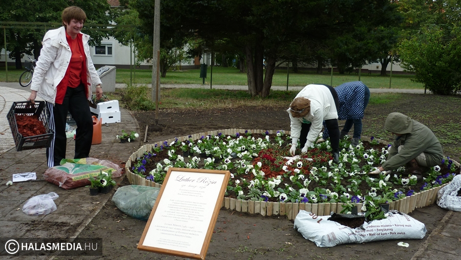 Luther rózsa a Semmelweis téren