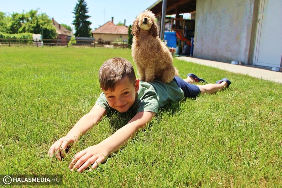 (►) Hogyan vigyázzunk a kánikulában a kutyusokra?