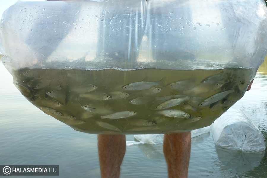 Zsákban érkeztek a kis balinok