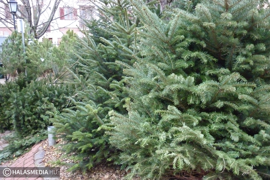 Idén drágább a fenyő