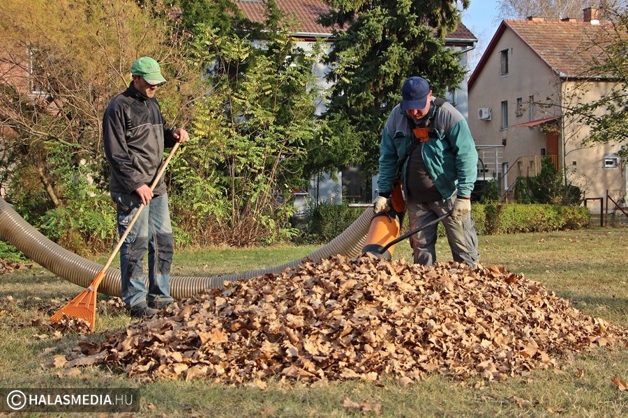 Kézi és gépi erővel gyűjtik a faleveleket