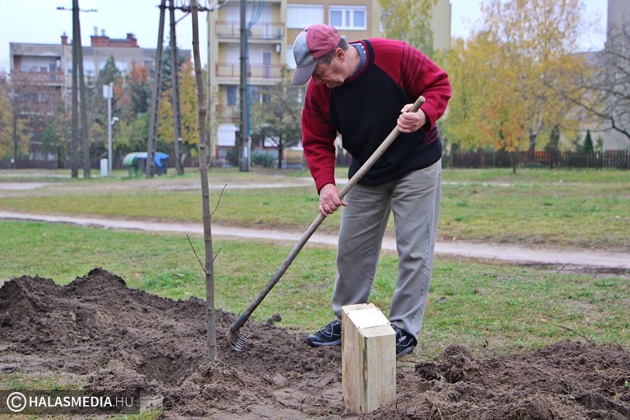 Fát ültettek Mester Sándor tiszteletére