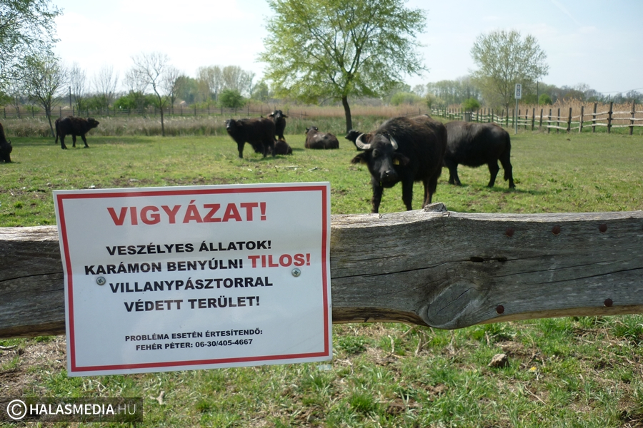 Elhajtották a Csetényiből a bivalyokat
