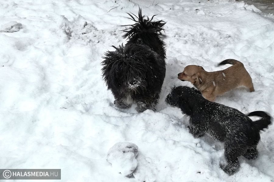 Kutya hideg - gondoljunk az állatokra is!