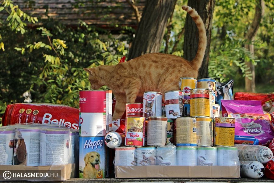 Negyedtonnányi állateledelt gyűjtöttek a tekósok