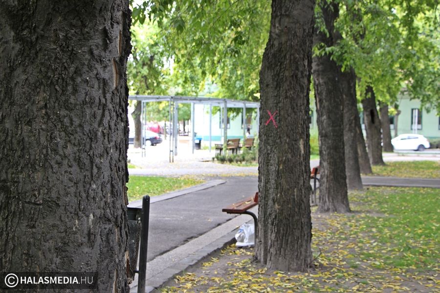 (►) Eltűnnek a veszélyes fák a belvárosból