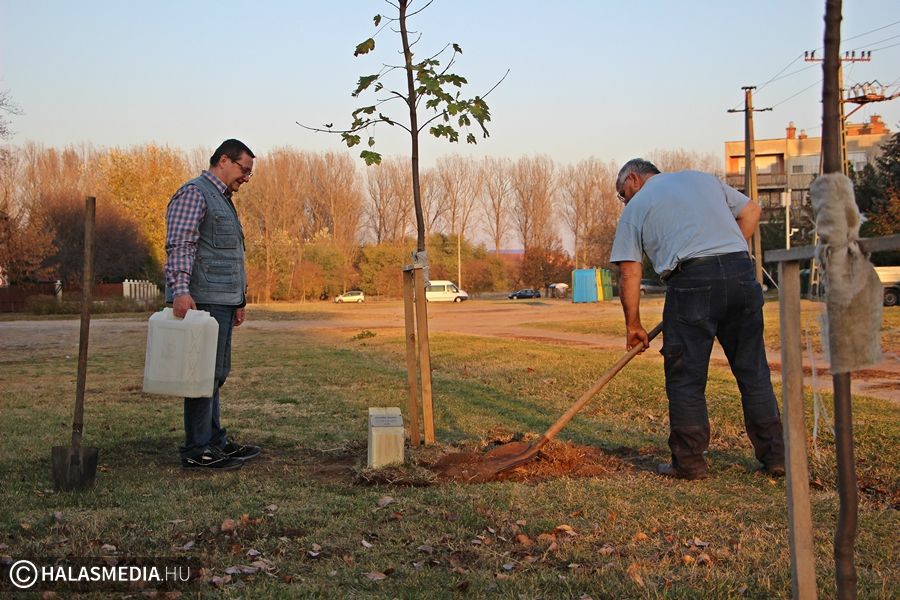 Pestality Antalné neve került a facsemete mellé