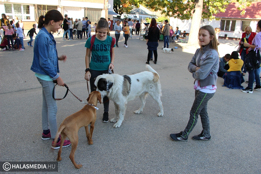 Állatszépségverseny