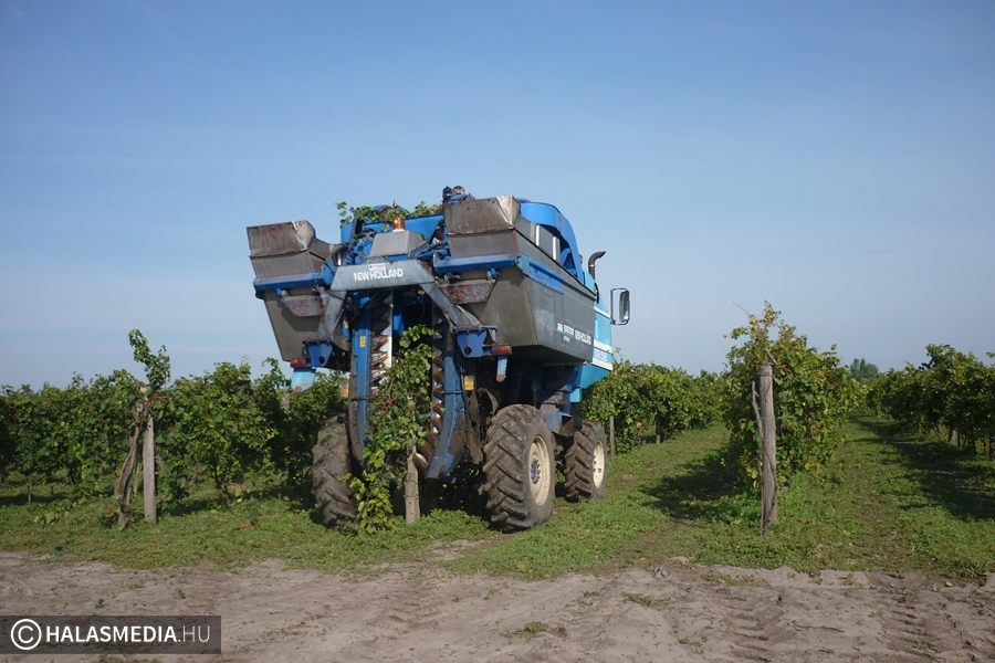 Végéhez közeledik a szüret (galéria)
