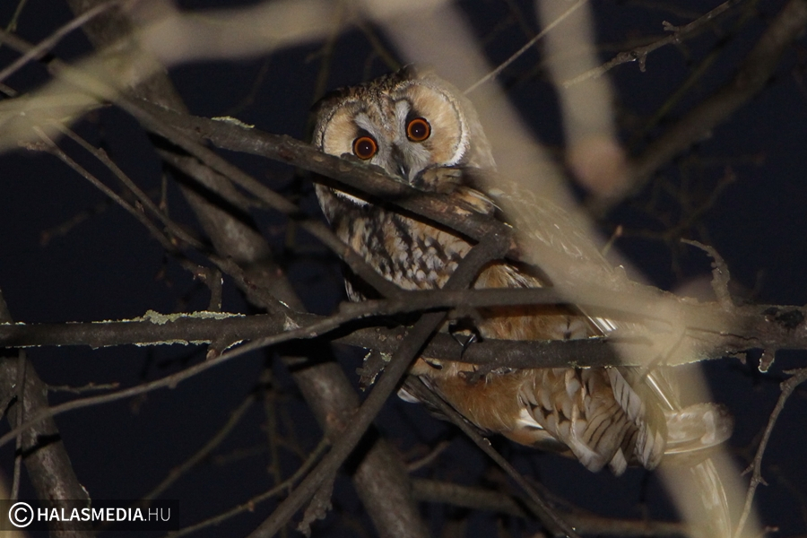 Bagolyles Halas központjában