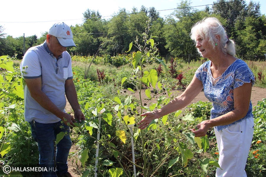 Palántákkal, szaktanáccsal segítik a kertészkedést