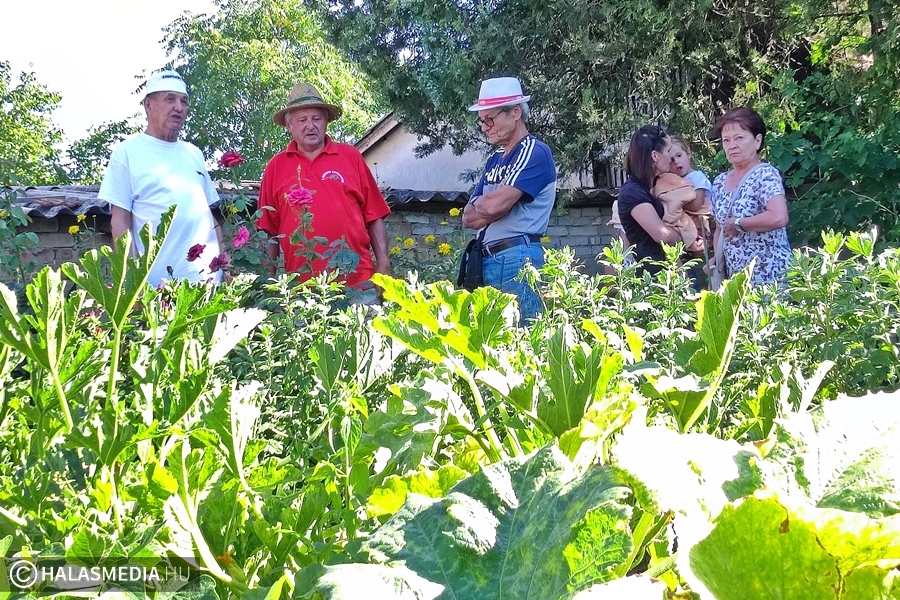 Tizenkilenc halasi kert verseng idén