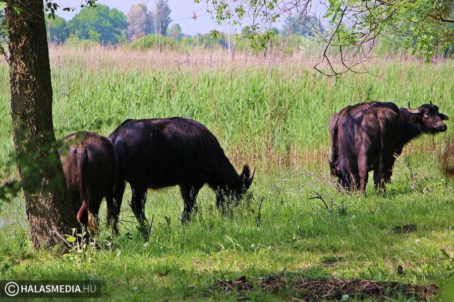 (►) Visszatértek a bivalyok a Csetényi Élményparkba