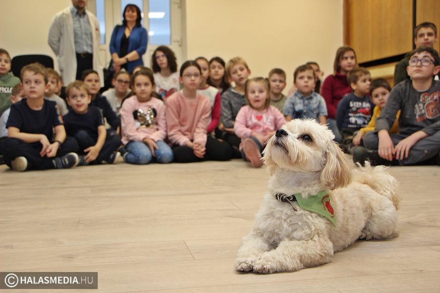 Terápiás kutyus járt a halasi kórházban 