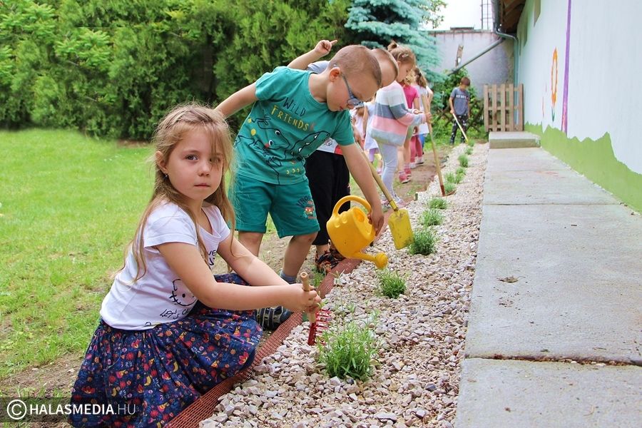 Ovis kezek szépítik az udvart