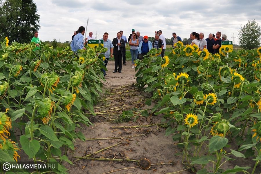 Hetvenhat hibrid szemléje Halason