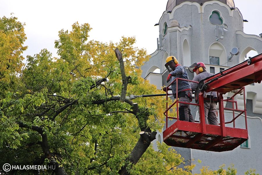 Zúgnak a fűrészek, hullanak a faágak