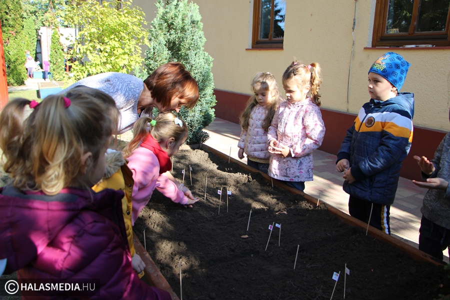 Kertészkedés a Felsővárosi-óvodában