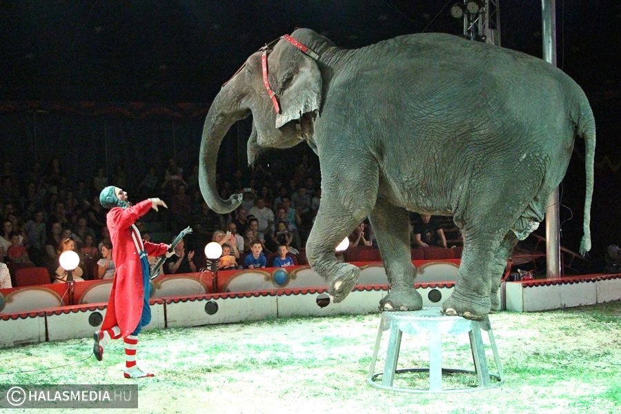 Már 98 éve szórakoztatják a publikumot (galéria)