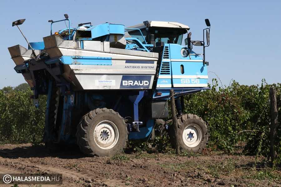 (►) Megérett a szőlő - szüretelnek