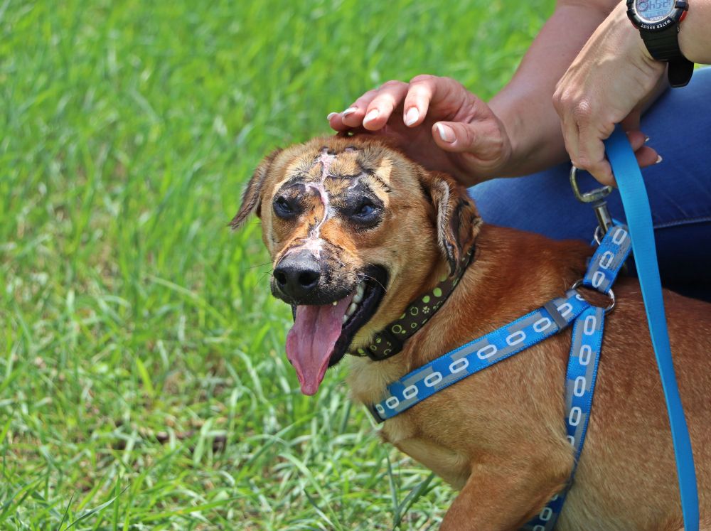 Új gazdija lesz a savval leöntött kutyának