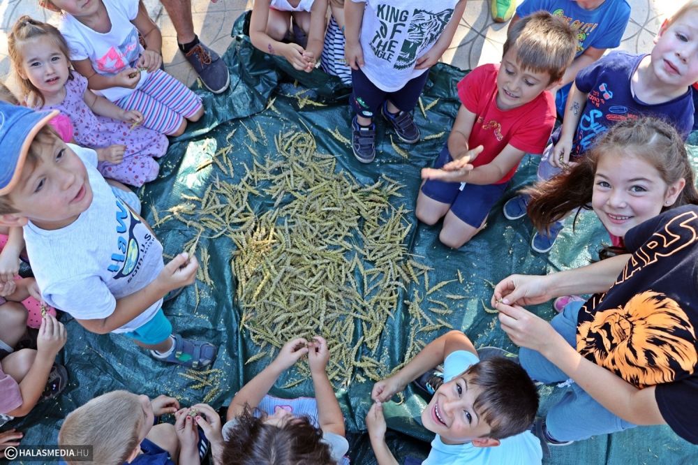 Learatták a termést az ovisok (galéria)