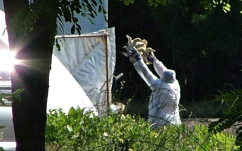 Madárinfluenza Kiskunmajsán