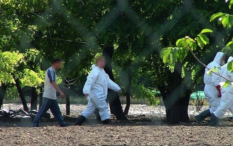 Súlyosabb a madárinfluenza helyzet?