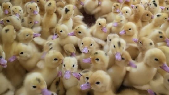 Ismét naposkacsa felajánlást kapott Kiskunhalas, Ön is jelentkezhet