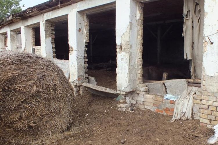 Állatkínzás miatt kell felelnie a gazdának