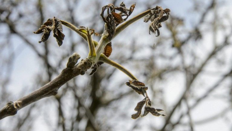 Fagykár bejelentés április közepéig