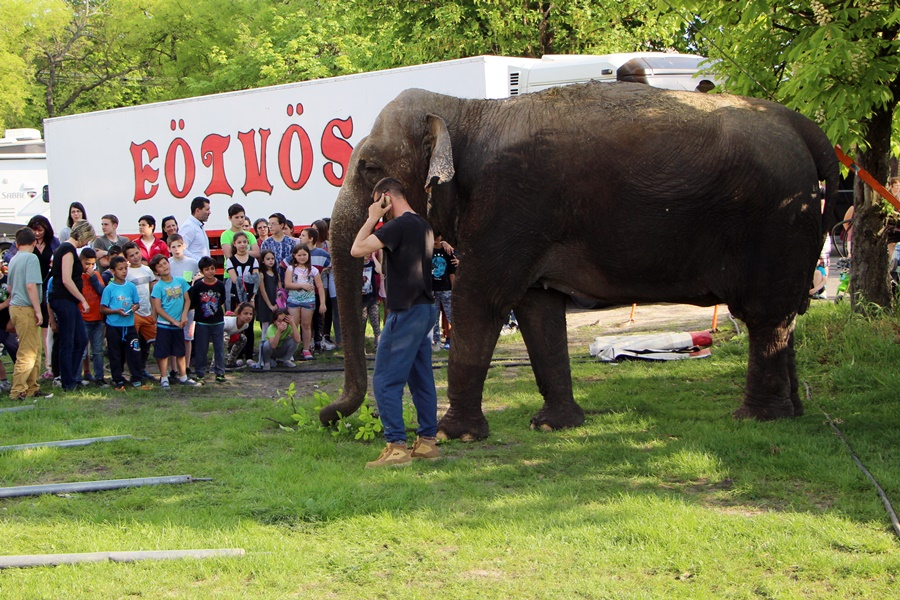 Cirkuszjegyeket kaptak a Bernáth-kollégium lakói (galéria)