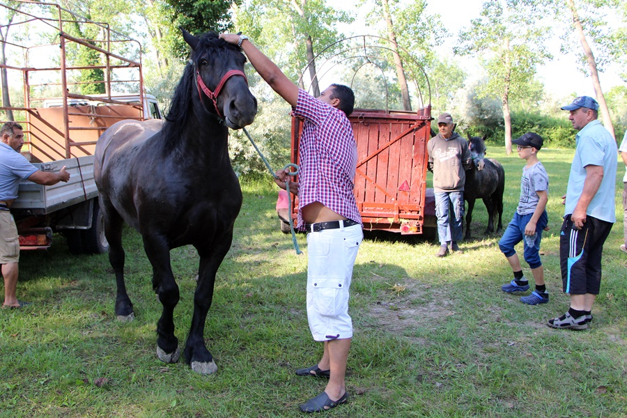 Nagy vásár volt Halason (galéria)