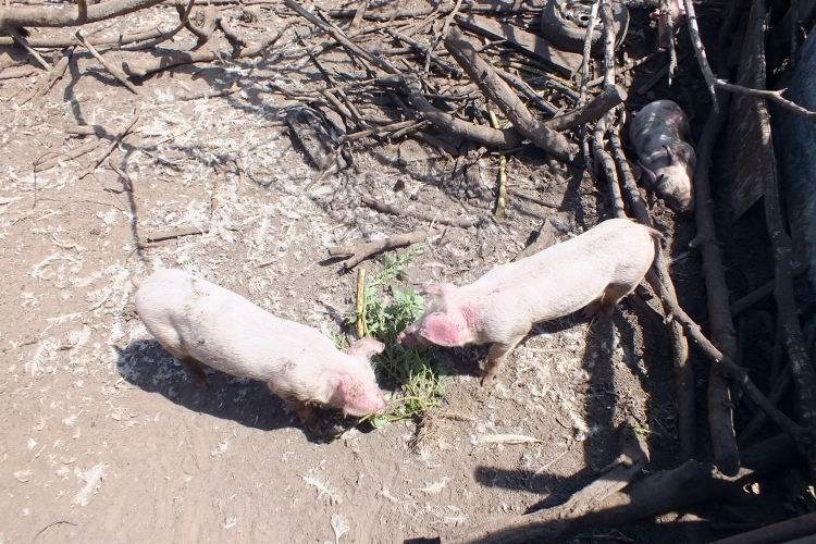 Eladta a rábízott sertéseket az éjjeliőr