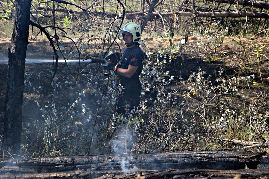 Négy hektáron égett a fenyves Halas határában (galéria)