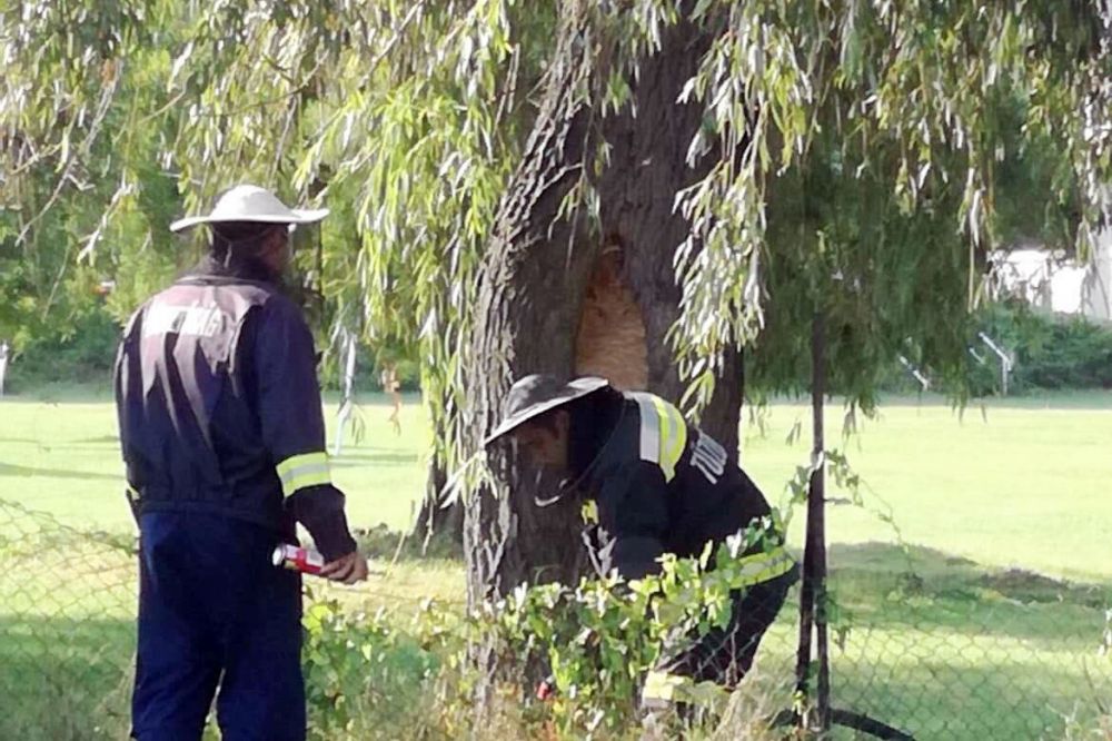 Hatalmas darázsfészek volt a fa odvában