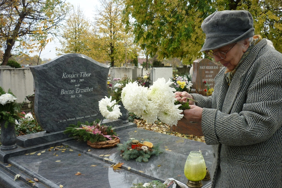 Korán nyíltak a krizantémok