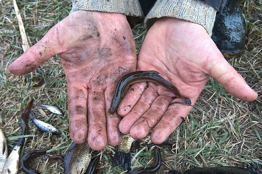 Mentik a réti csíkot