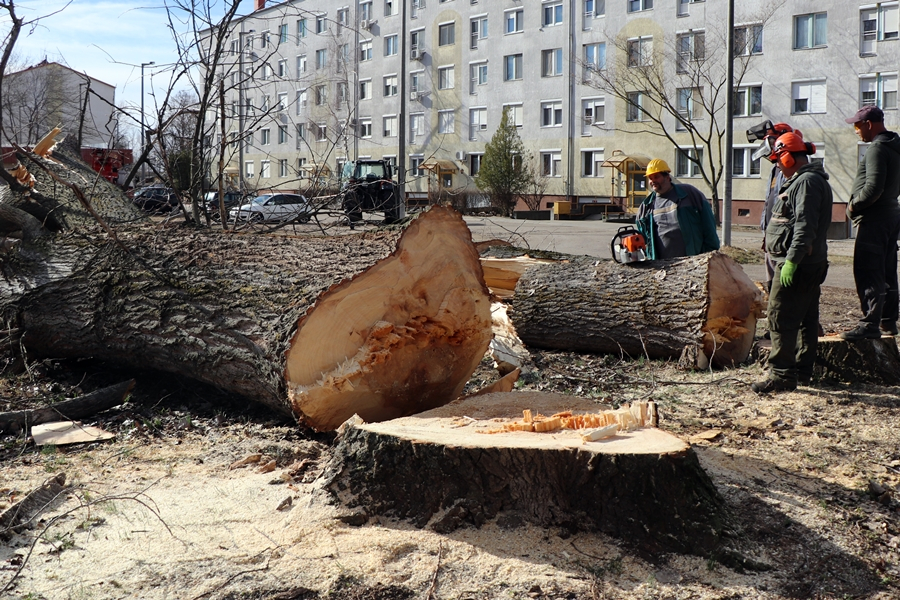 (►) Kivágták az óriás nyárfákat az Esze Tamás lakótelepen (galéria)